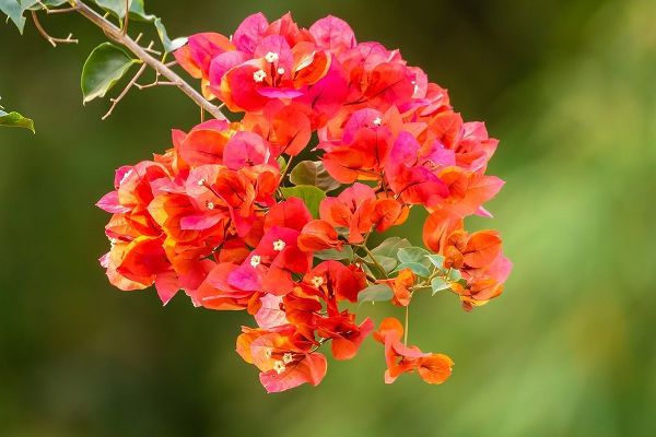 Caribbean-Tobago Close-up of bougainvillea blossoms blossom